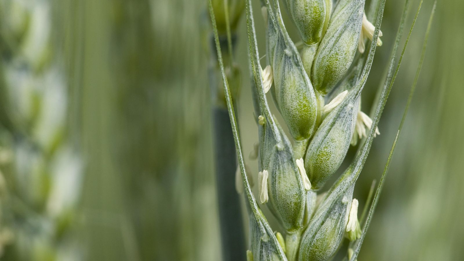 Agricultura sostenible.