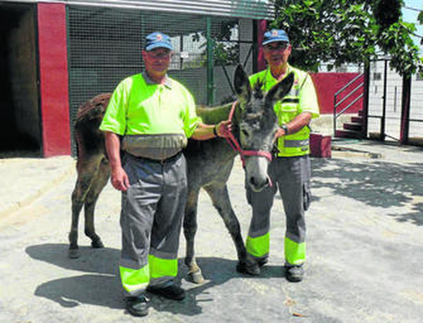 Dos cuidadores muestra al burro que durante estos días recibe cuidados en el Zoosanitario.