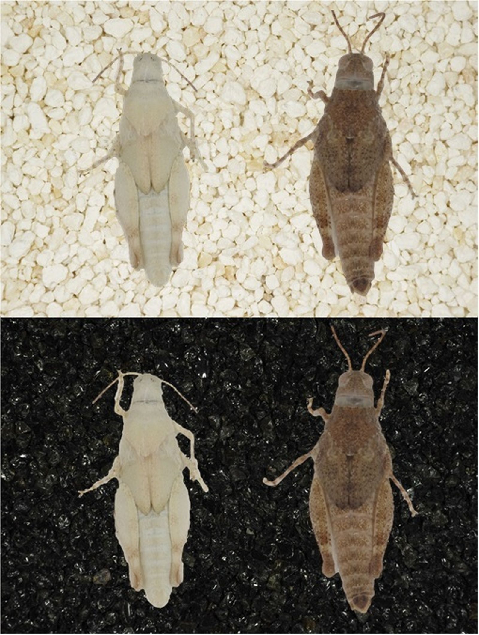 Larvas de saltamontes.