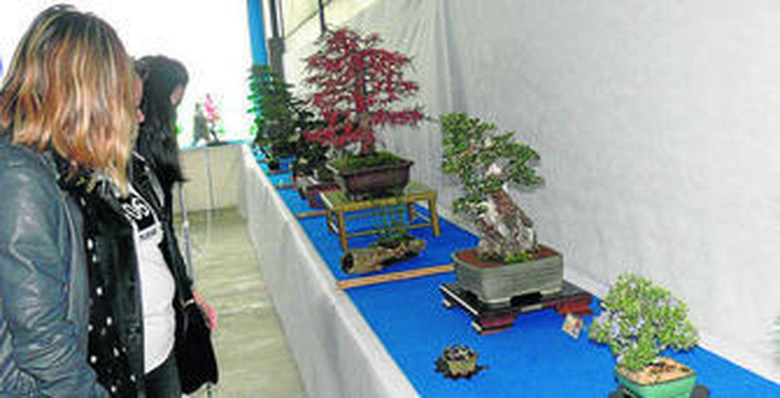 Algunos de los ejemplares de bonsáis que se pueden apreciar en la exposición.