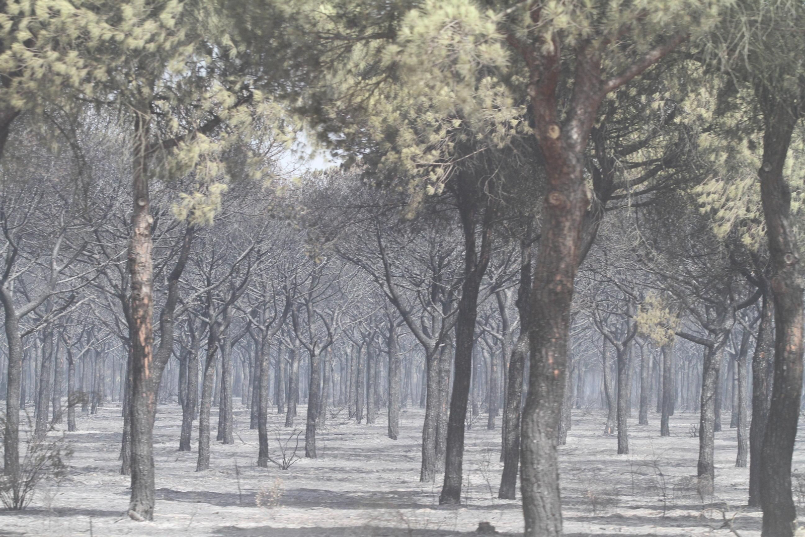 Las imágenes del incendio en Moguer y Mazagón