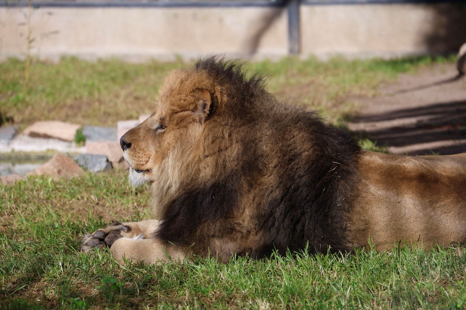 Las mejores imágenes de Zazu y Aissa, la nueva pareja de leones del Zoo de Córdoba