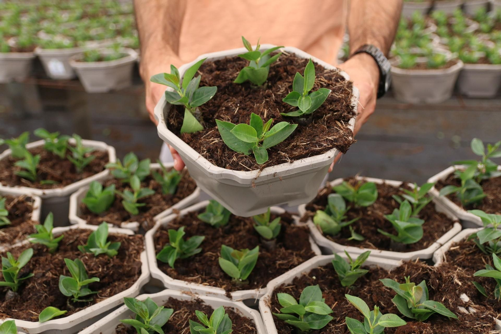 Imágenes de la venta de planta planta ornamental y flor cortada de Vícar