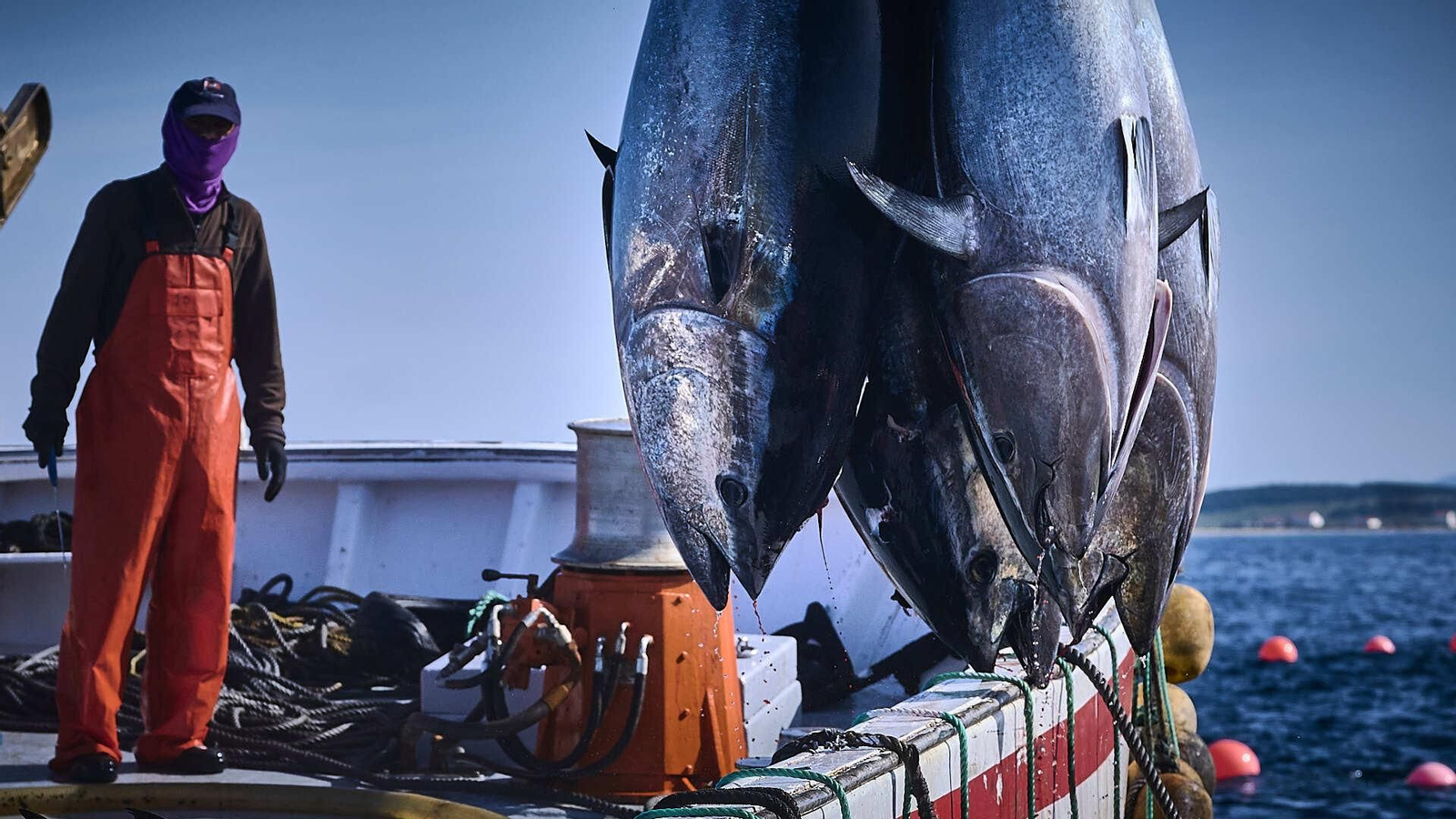 Trabajos durante el izado a bordo de la pesca.