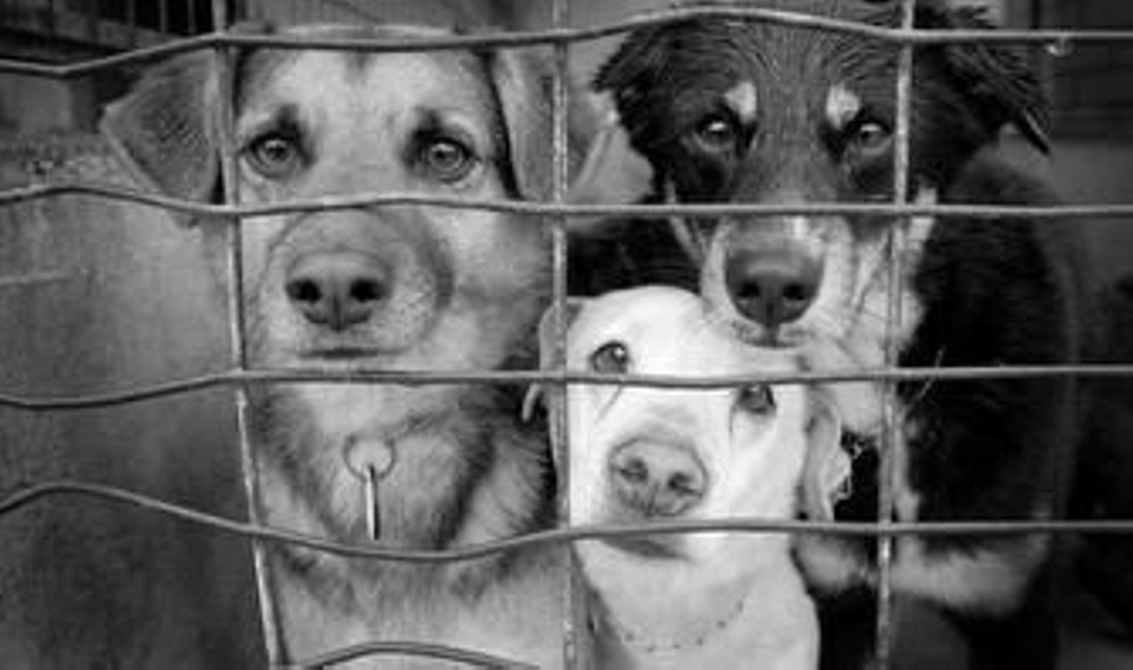 Tres perros observan el exterior a través de una de las jaulas de las que dispone la sociedad protectora ubicada en El Rinconcillo.