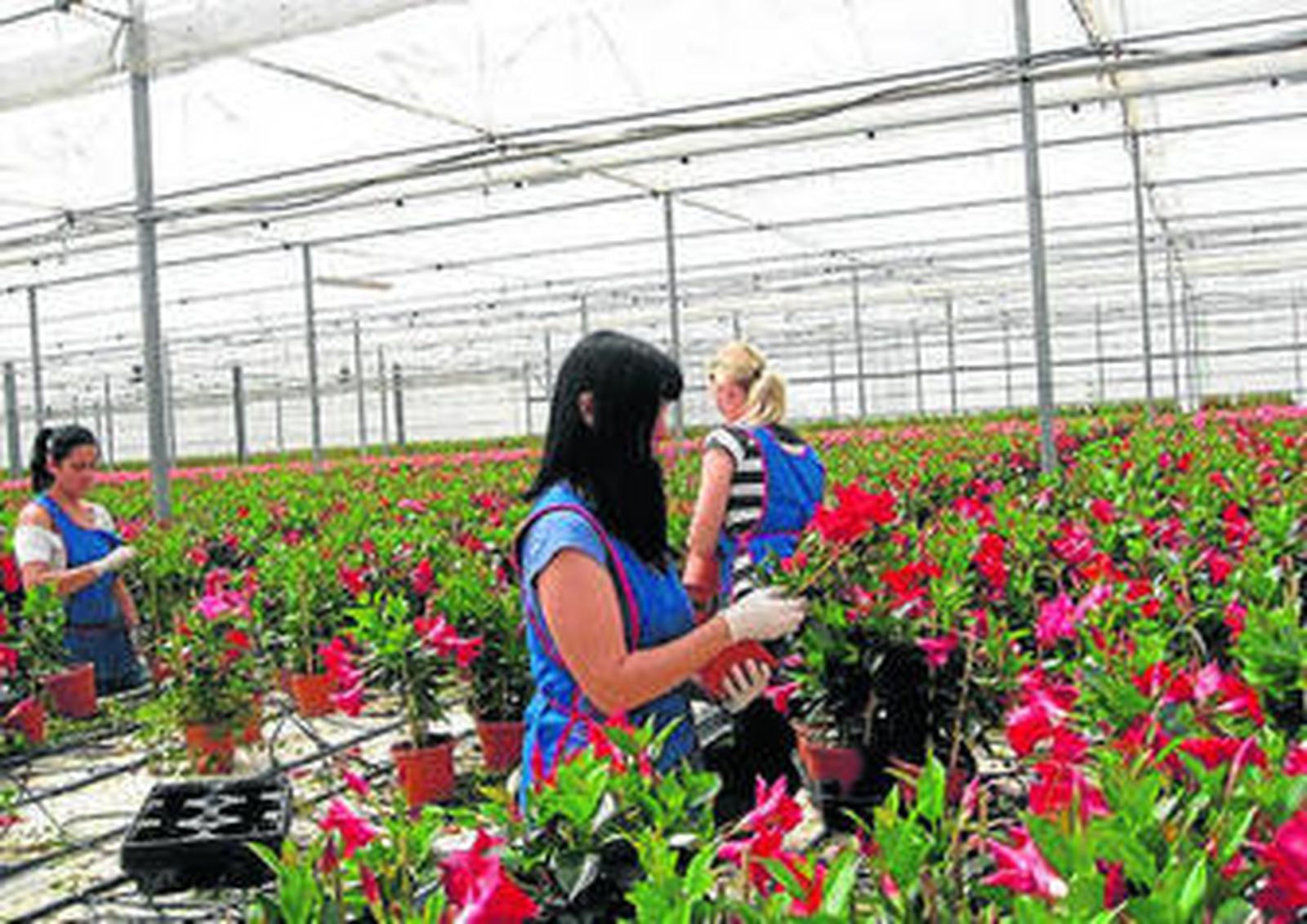 Flores del semillero Laimund.