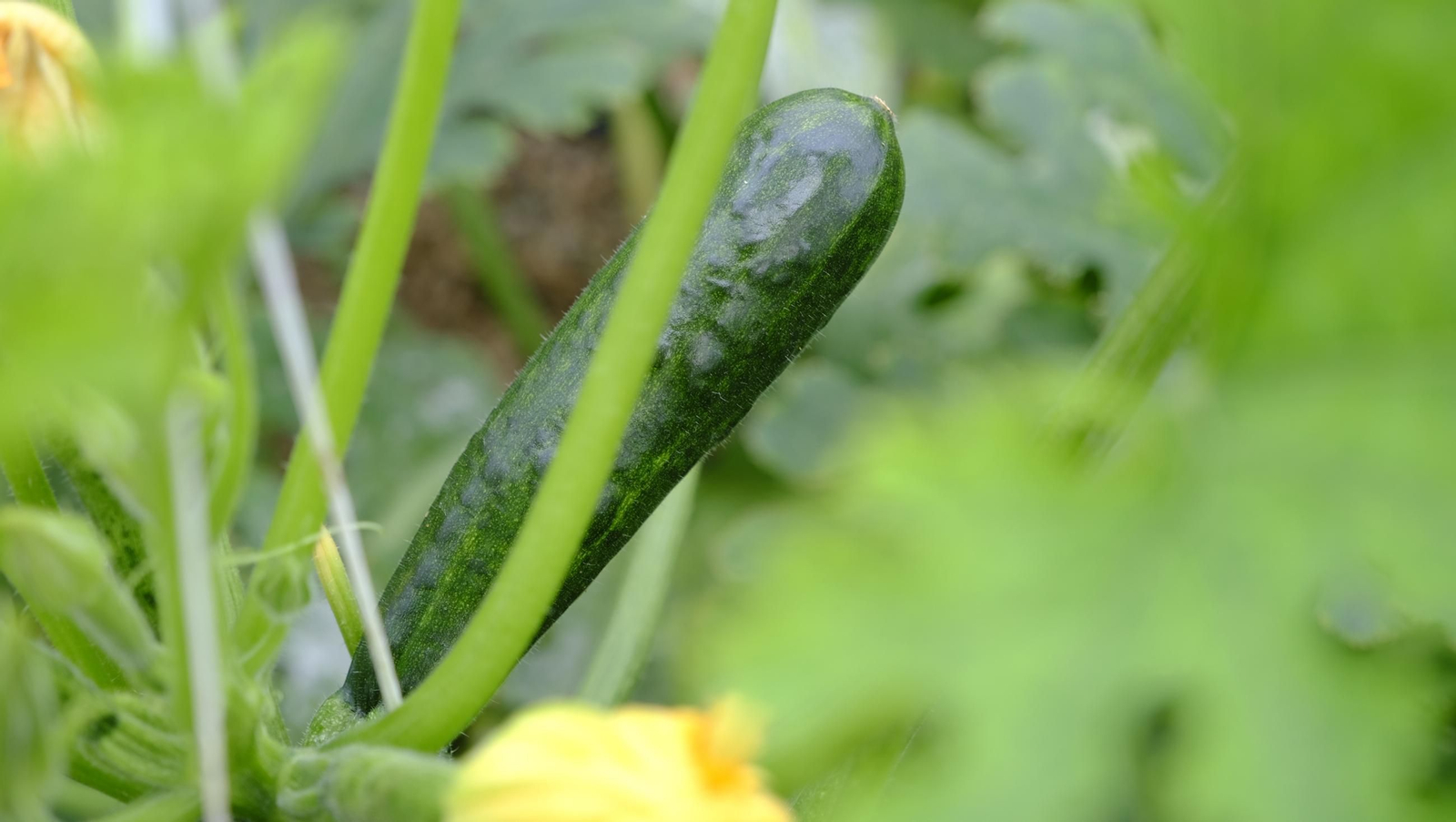 Así han atacado los virus a los calabacinos, en imágenes