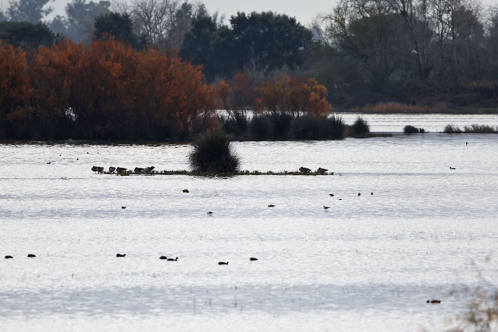 Estado actual en el que se encuentran las Marismas del Rocío tras las últimas lluvias