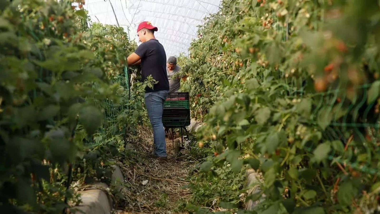 Operarios trabajan en una empresa agrícola de la provincia.