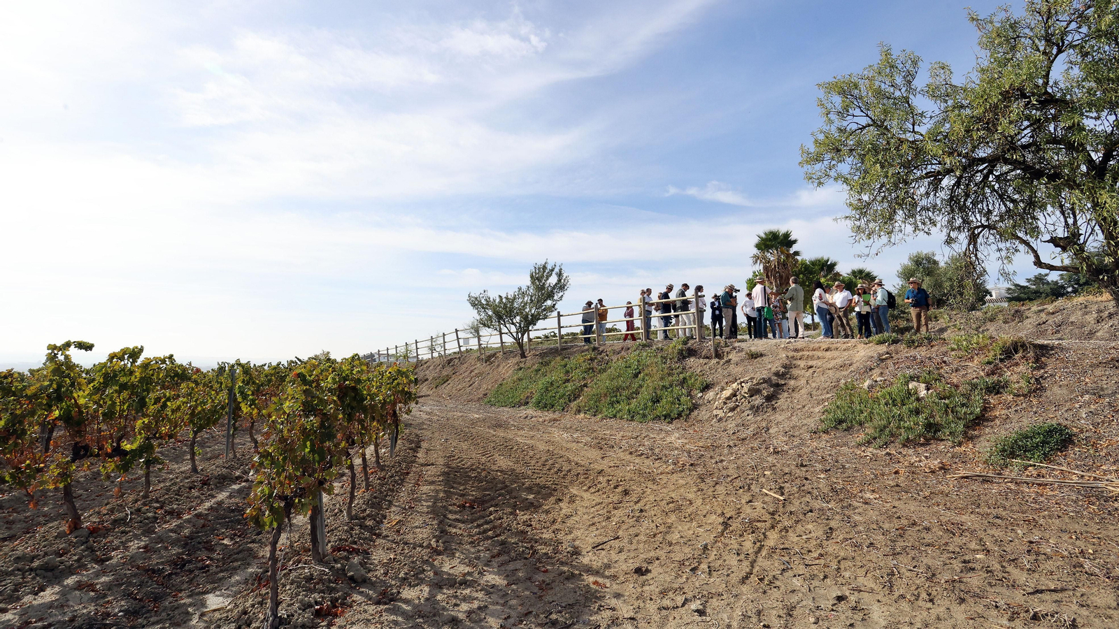 Vinos ecológicos con uva Pedro Ximénez