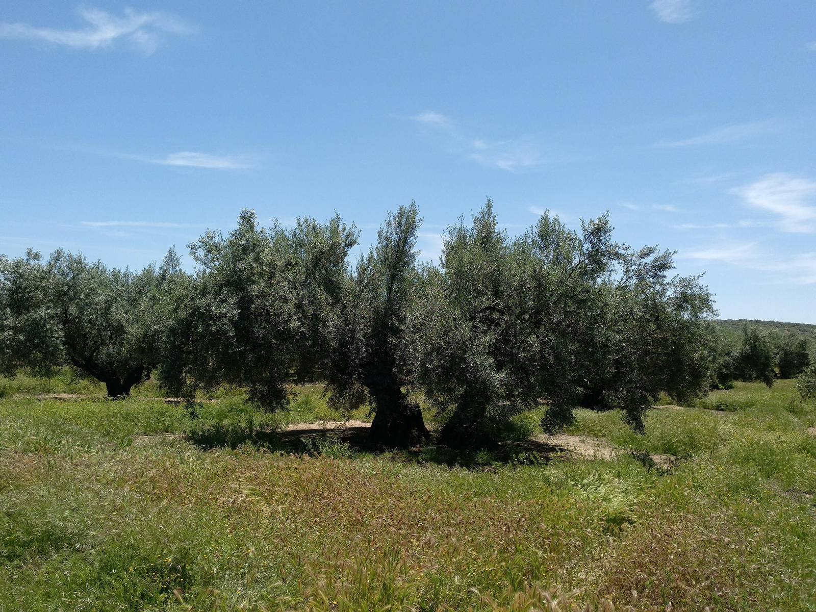 La variedad de aceituna mayoritaria en los olivares marteños es la picual.