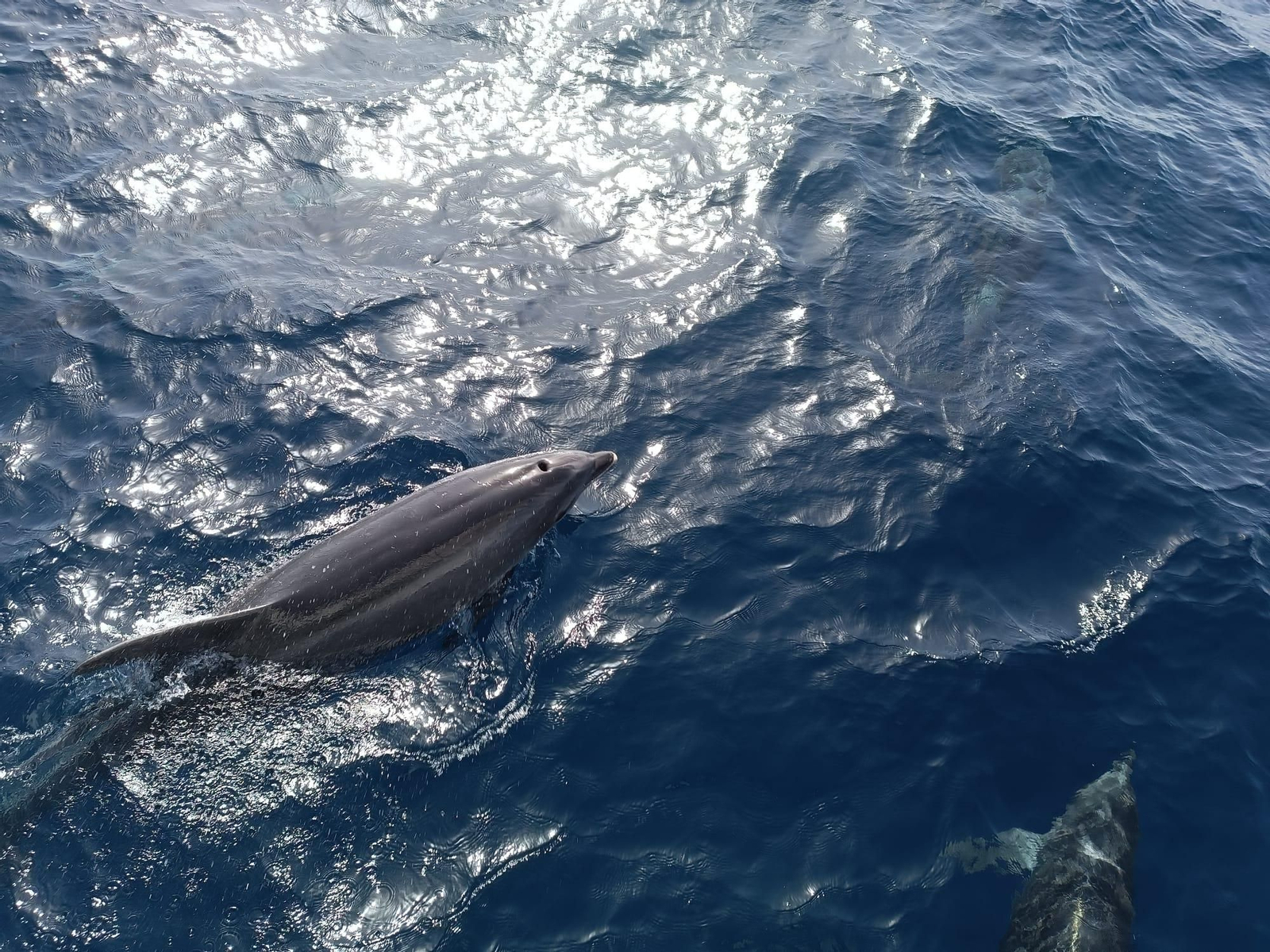 Delfín