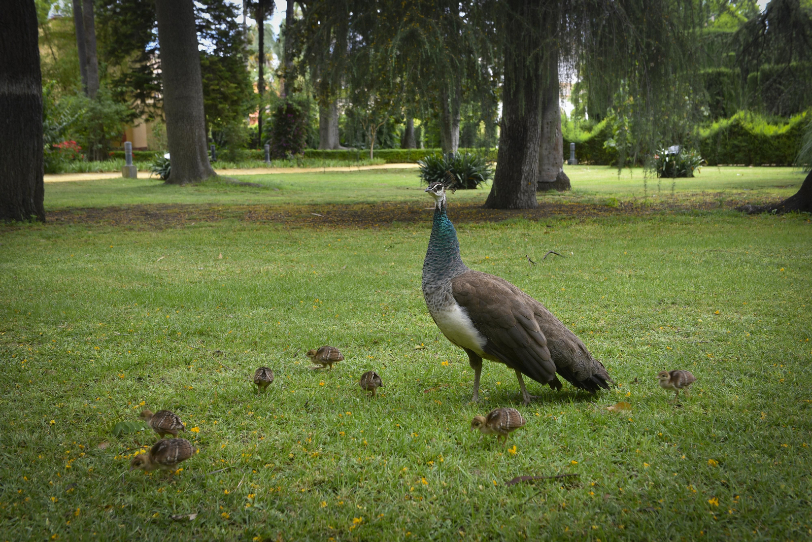 En el corazón del Alcázar de Sevilla: vuelta a la normalidad