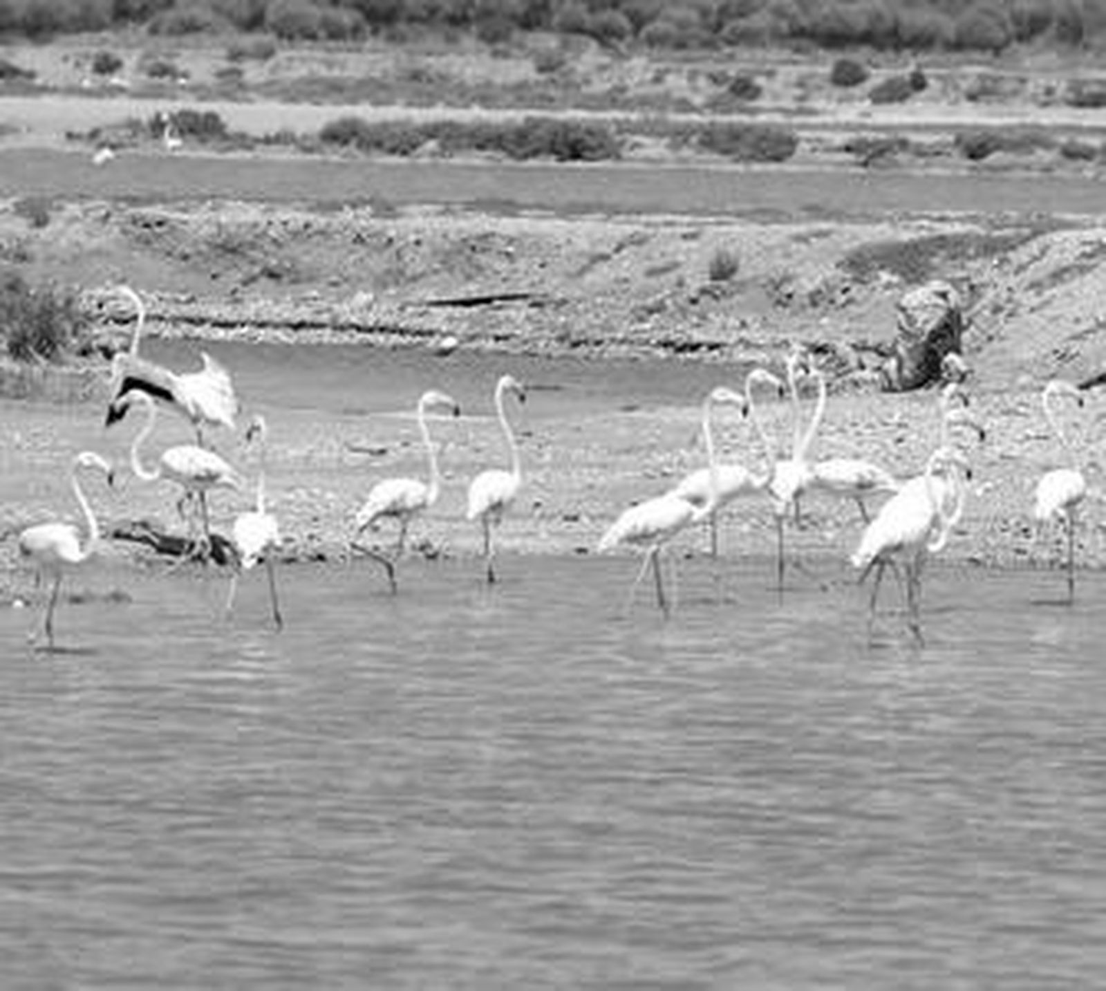 Un grupo de flamencos en las Marismas del Odiel.