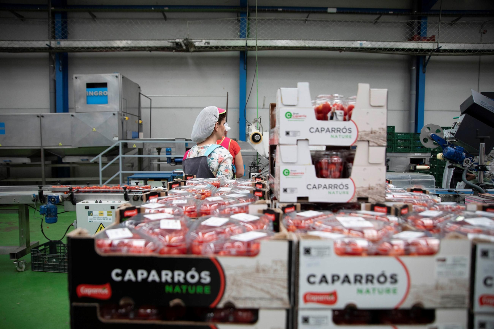 Vea cómo es el trabajo con las fantásticas sandías Premium en Grupo Caparrós