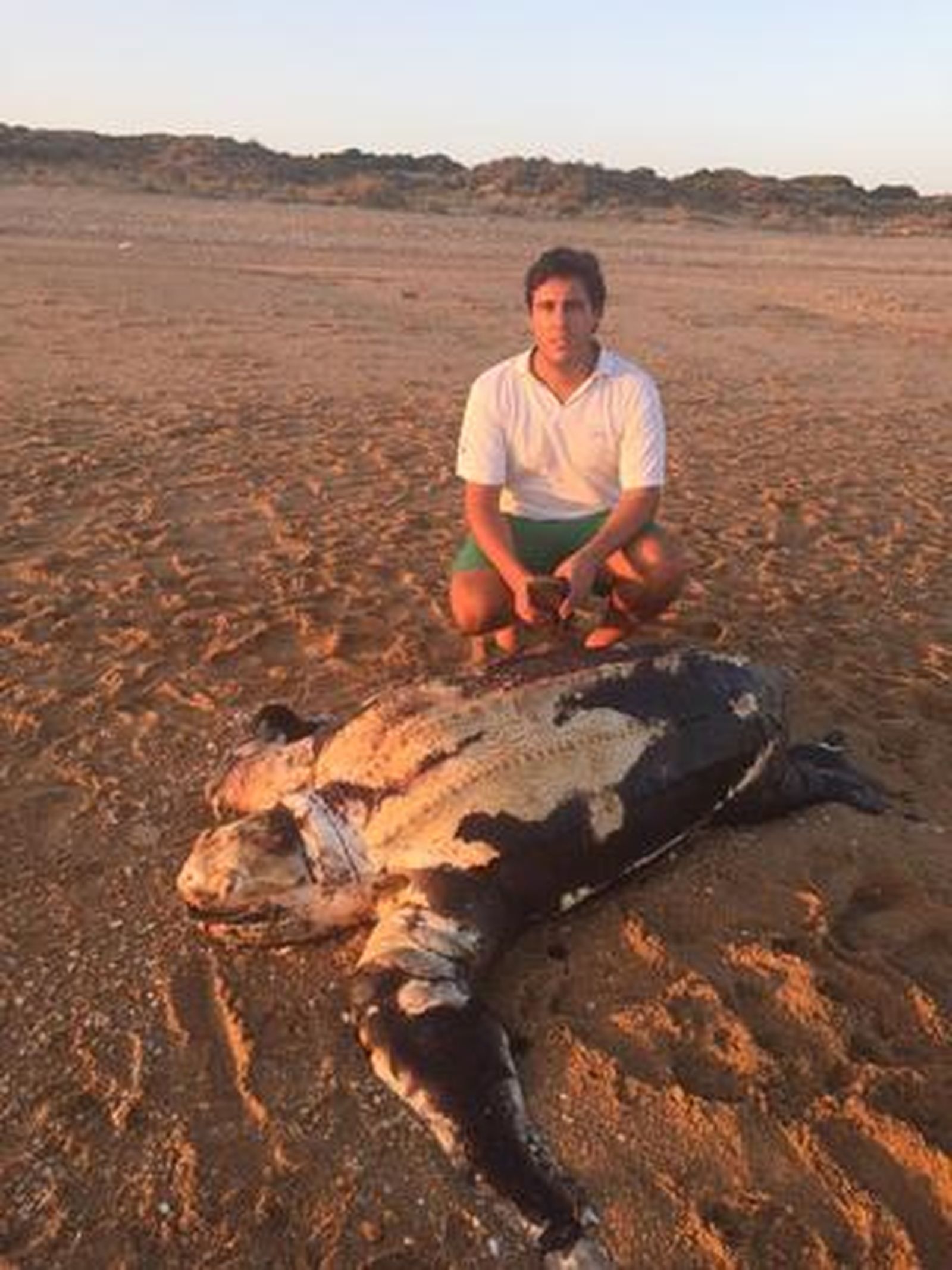 Tortuga laúd varada en la playa de los Enebrales (Punta Umbría)