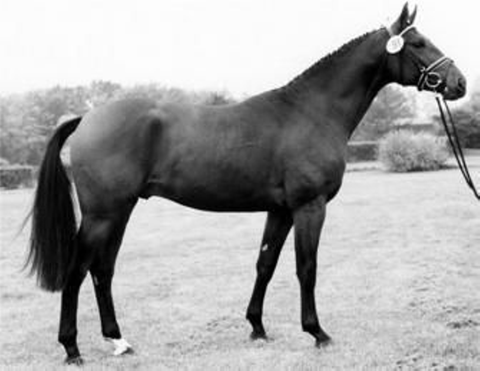 Imagen de este semental alemán que ha sido ampliamente galardonado.