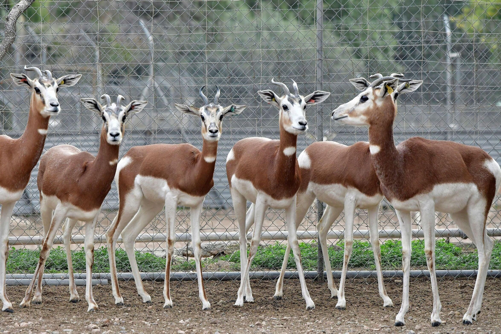 Gacelas de Mohor en la finca de La Hoya de la EEZA en Almería.