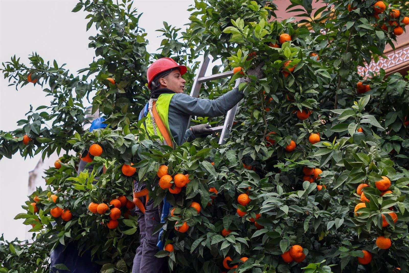 Recogida de naranja amarga en Sevilla, en foto de archivo