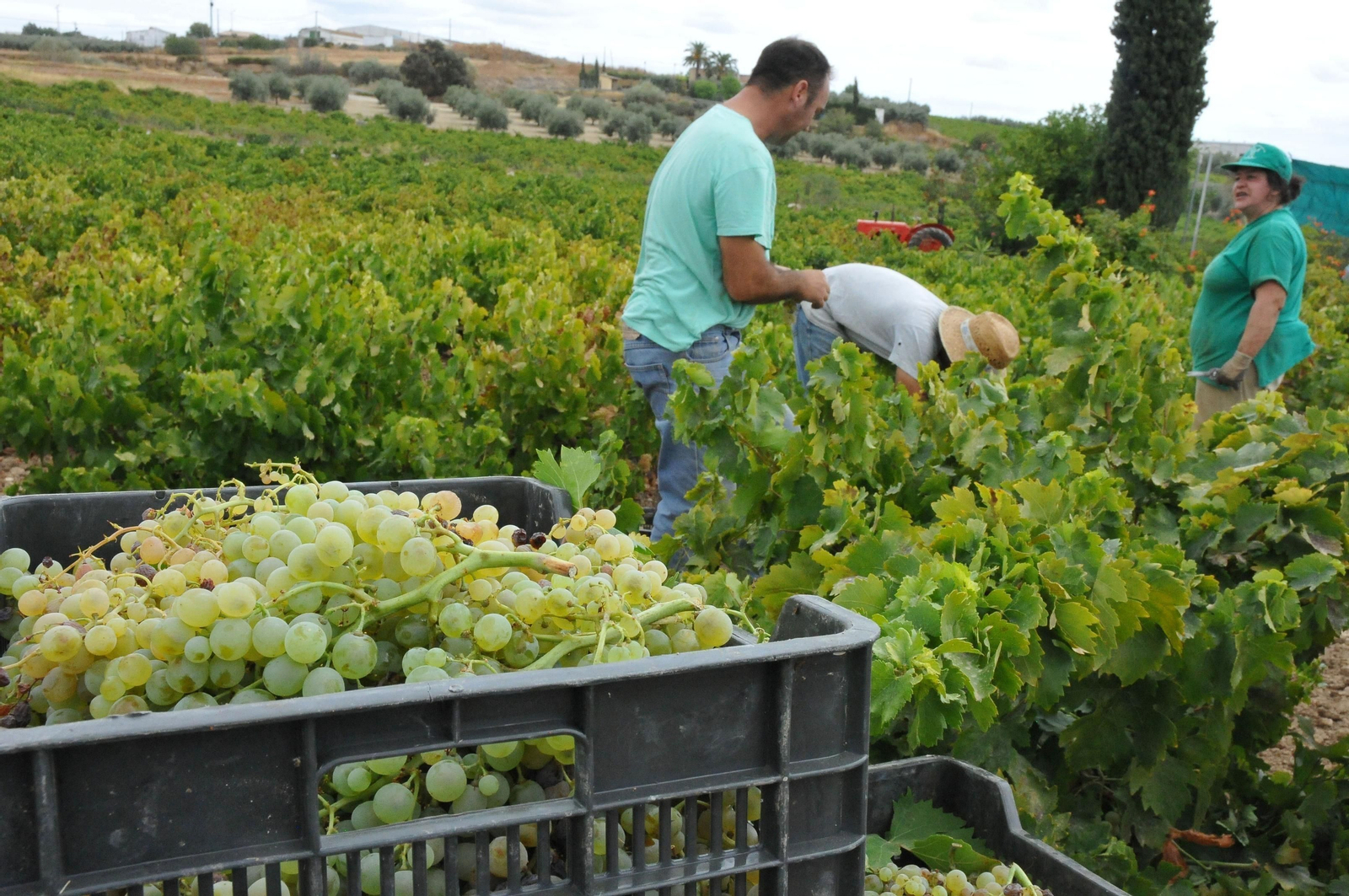 Tres personas vendimian en una plantación de la zona Montilla-Moriles.