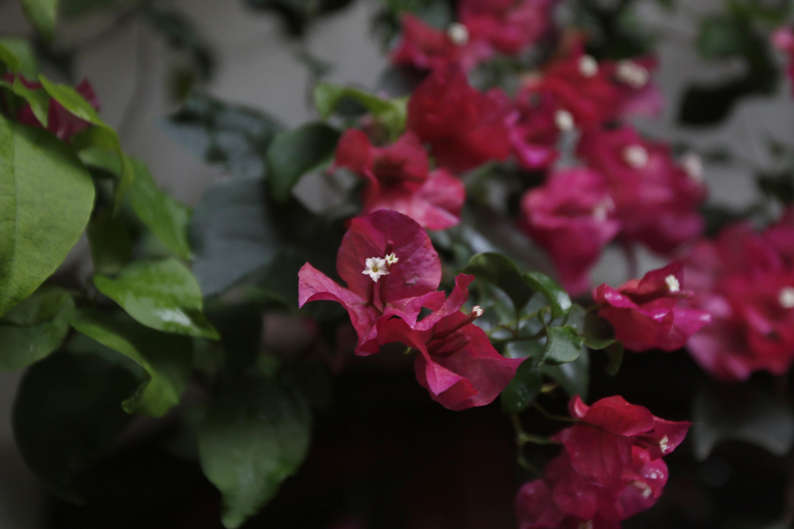 Las fotos de los Patios de Córdoba en tiempos de crisis: La Palma, 3