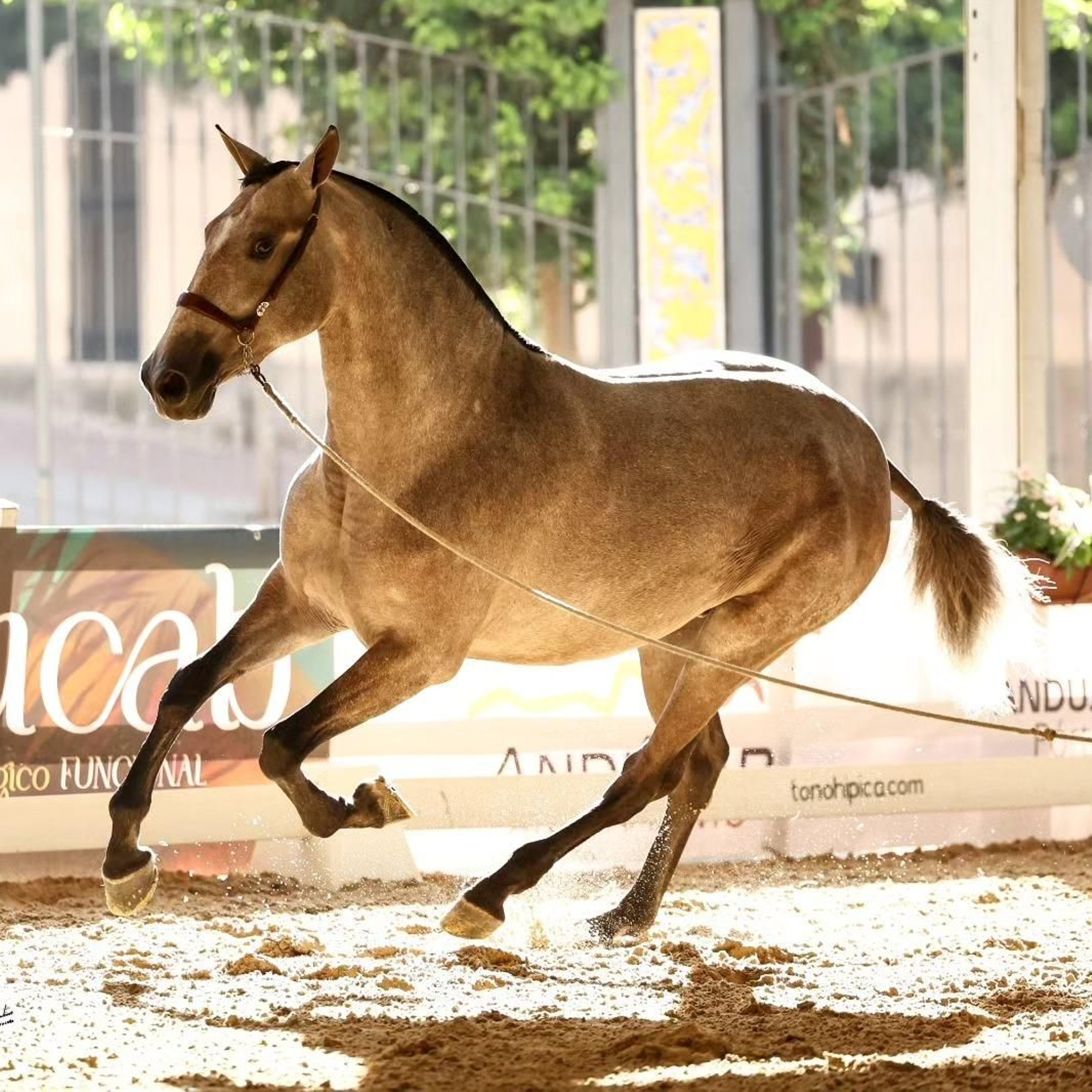 Así es el bello concurso de caballos de Andújar, en imágenes