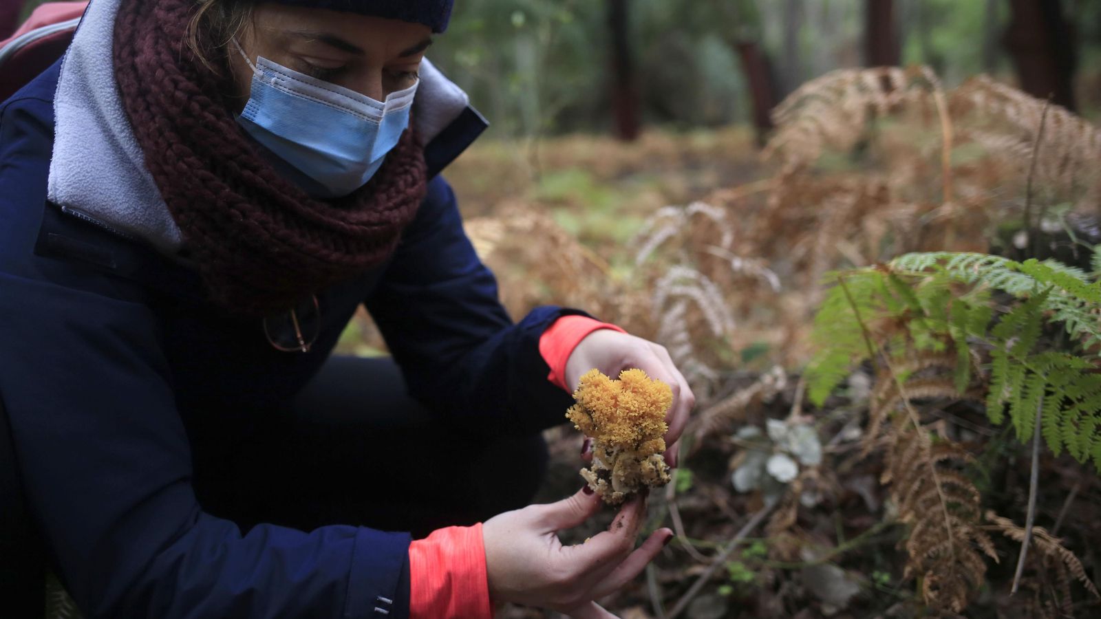 Las setas adoptan formas y colores muy diferentes
