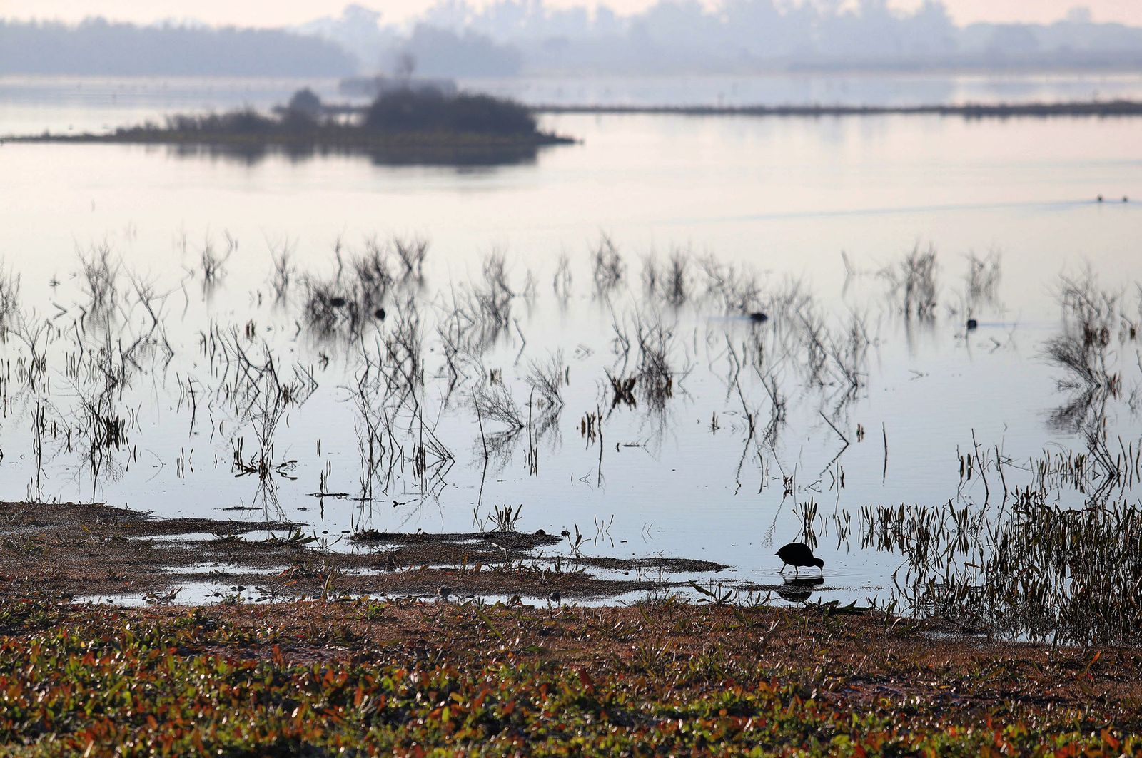 Imágenes del domingo 5 de febrero en Huelva