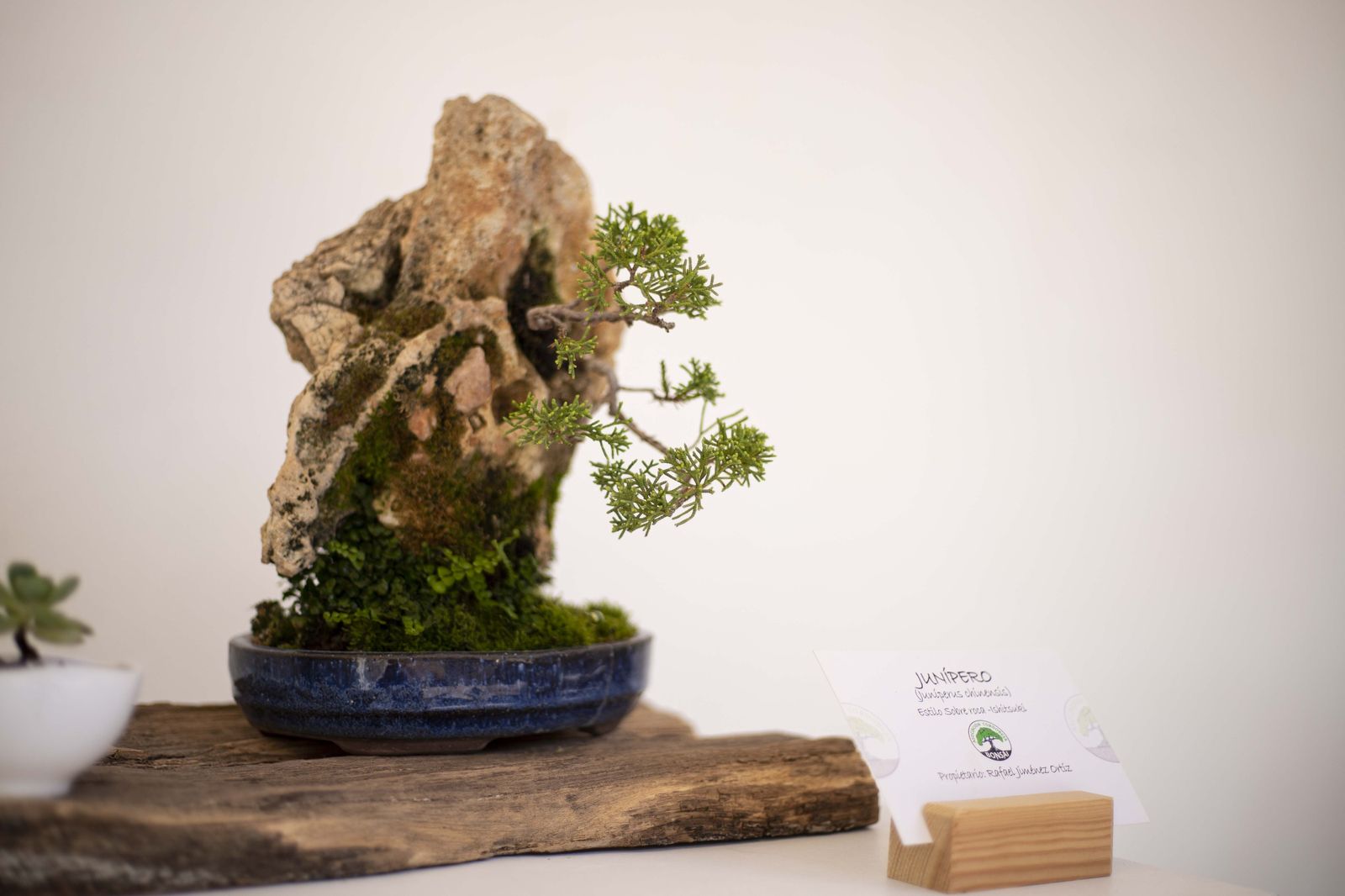 La Exposición de Bonsái de Primavera de Córdoba, en fotografías