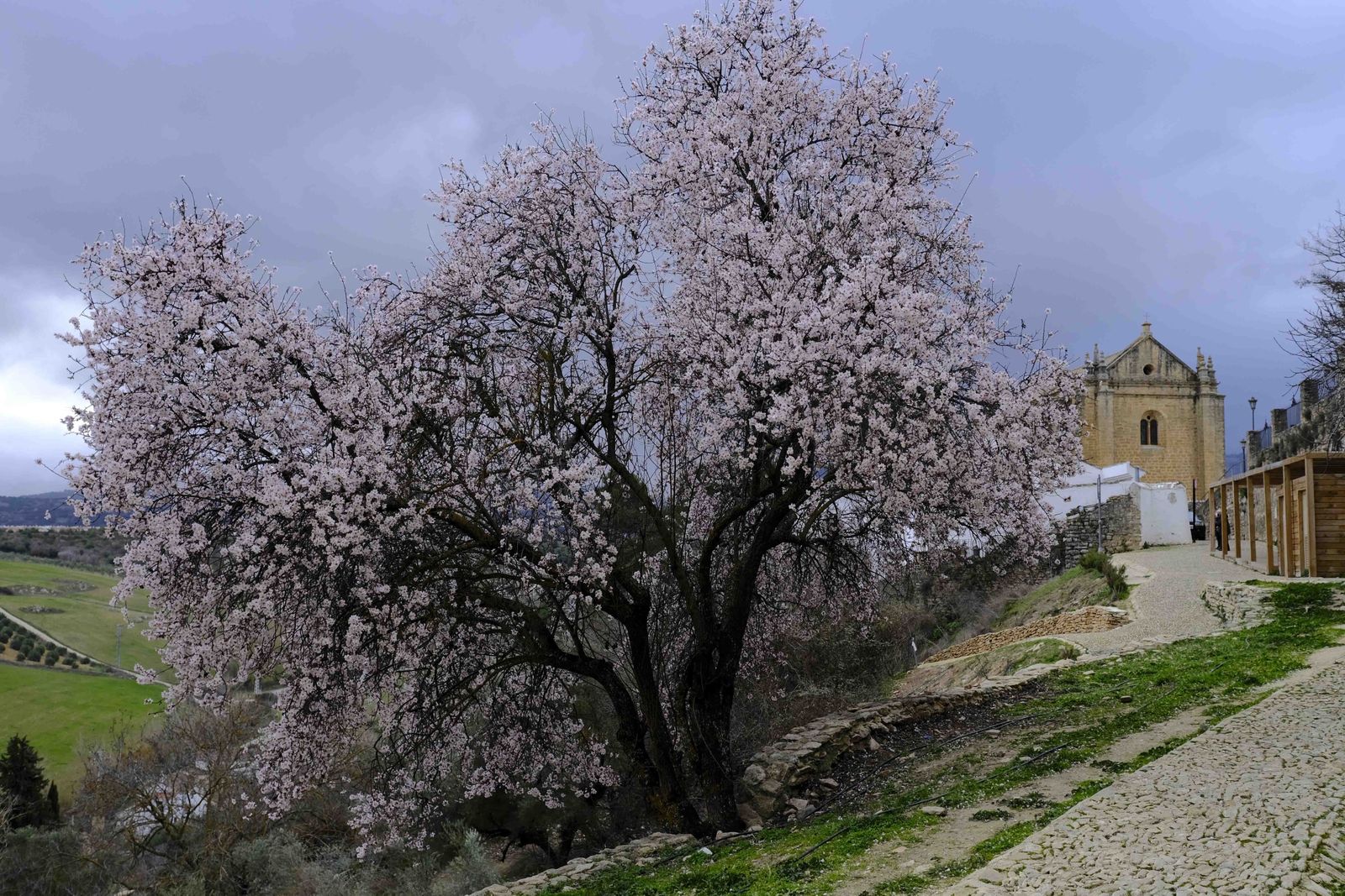 Así lucen los almendros del interior de Málaga en plena floración