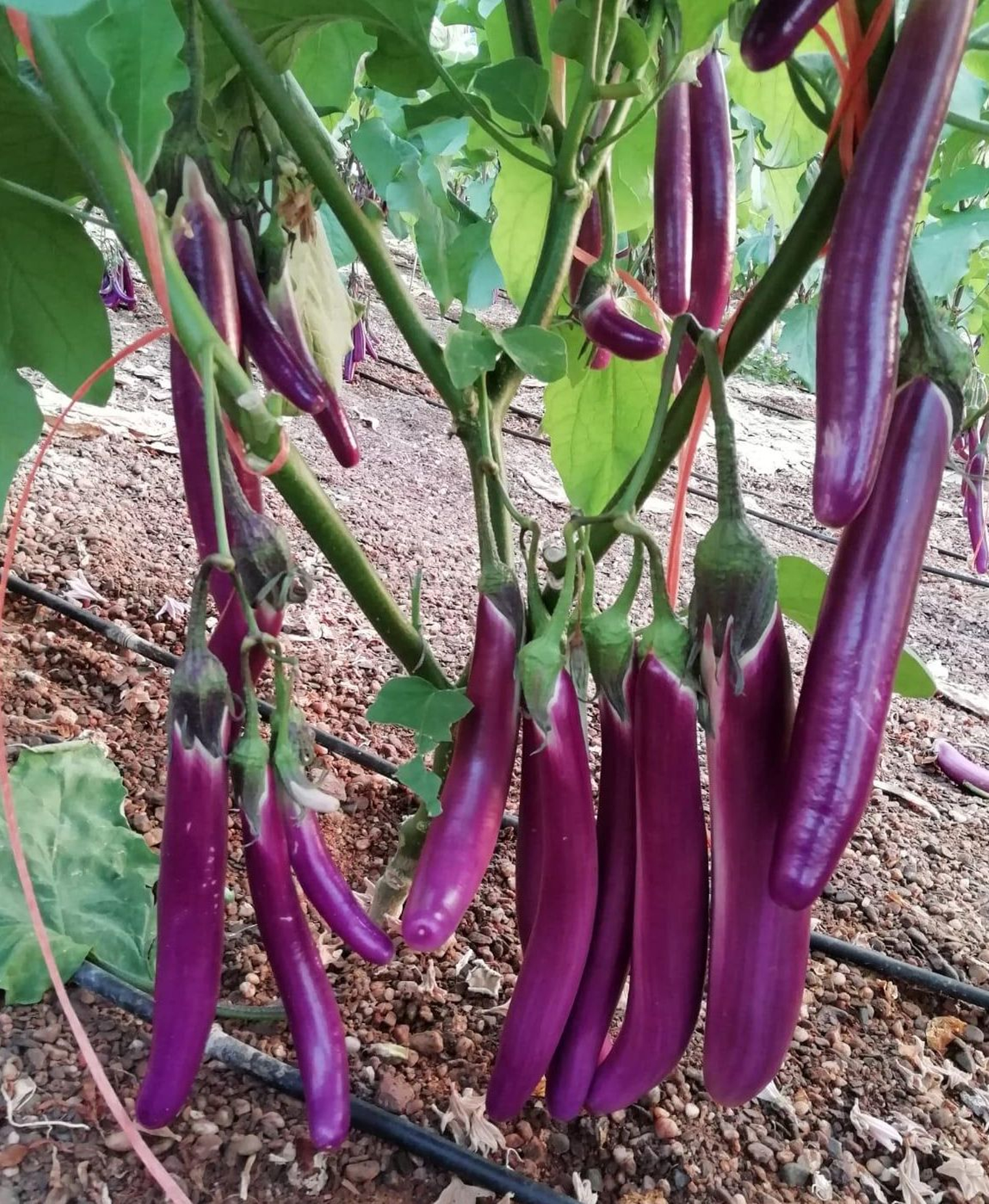 Llamativos ejemplares de esta solanácea, que destaca por su color y su longitud.