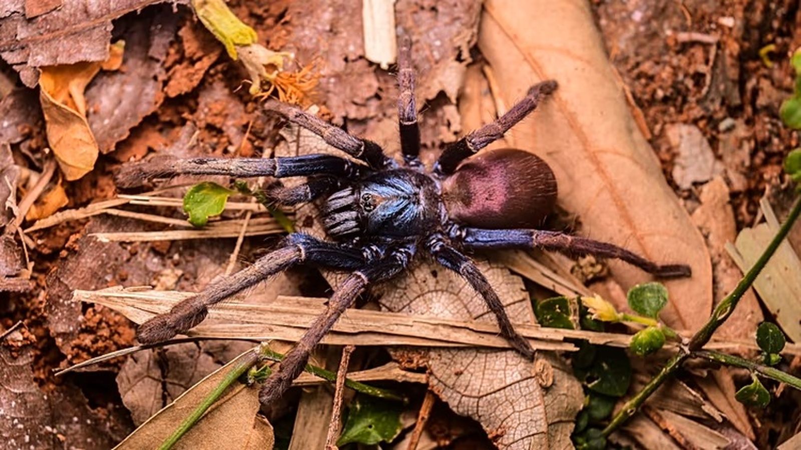 Tarántula iridiscente de la India (Cilantica devamatha).