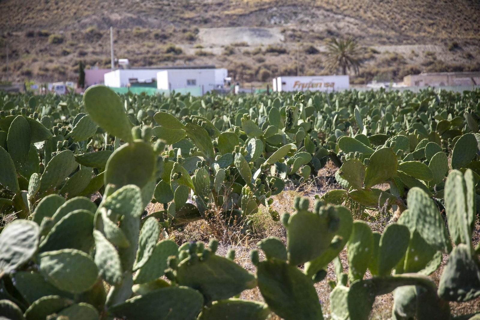 Plantación de chumbos de Níjar, en imágenes