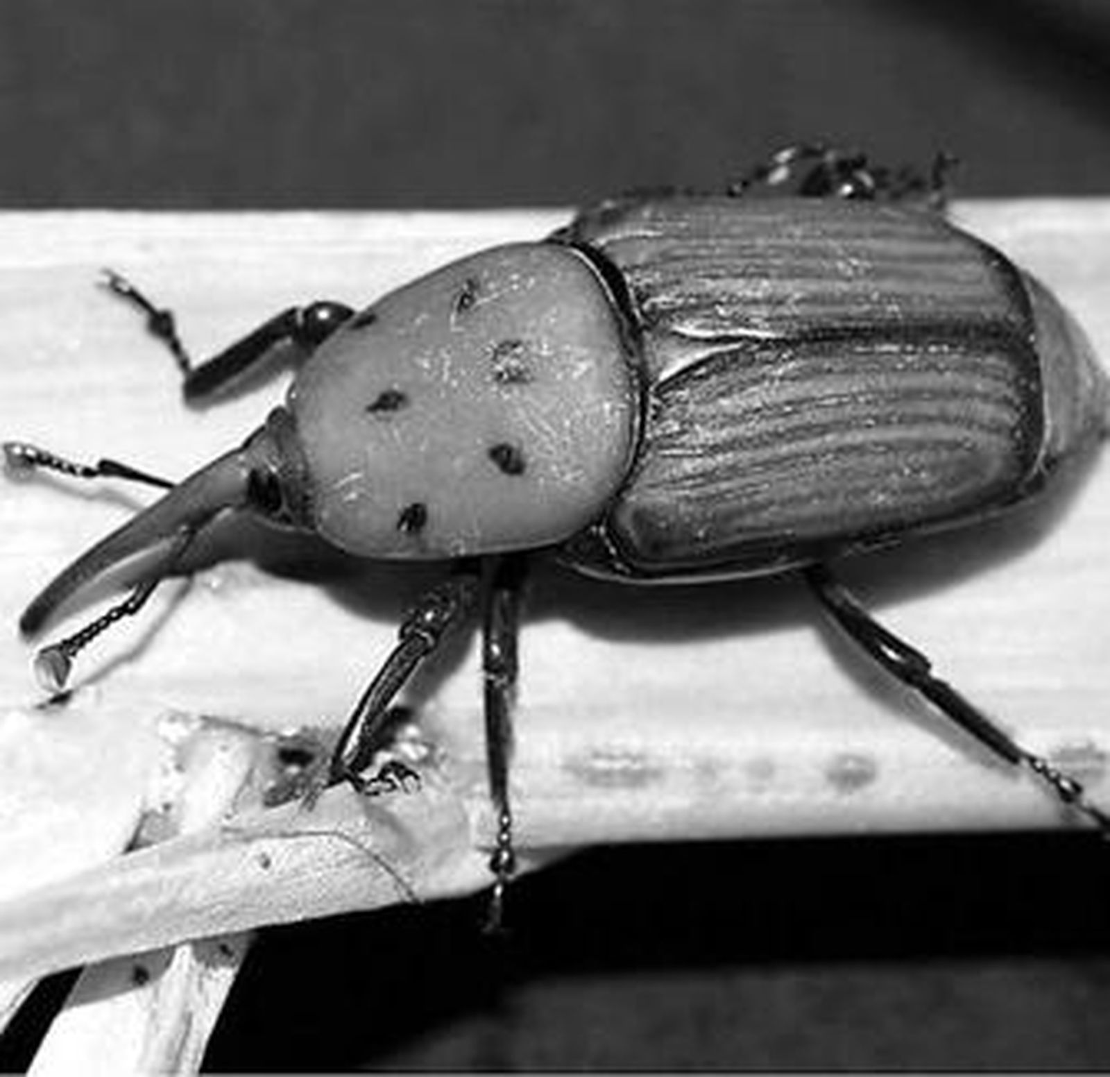 El picudo rojo ha causado estragos en palmeras del Camino del Fontanal.