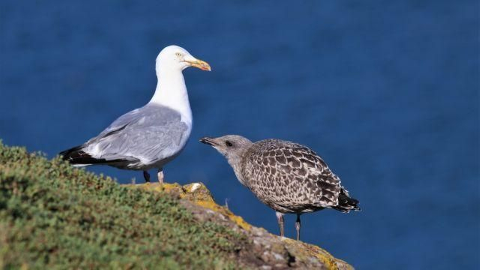 Detenido en Vigo un hombre por matar a patadas a una cría de gaviota
