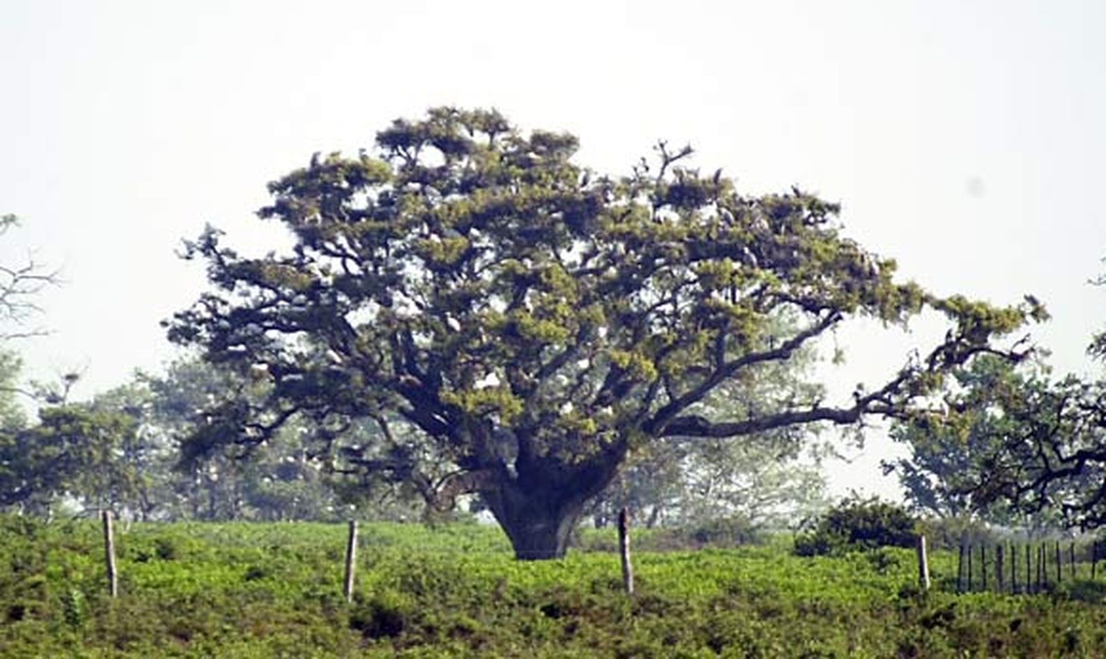 Las heces de las aves perjudican los alcornoques de la pajarera de Doñana