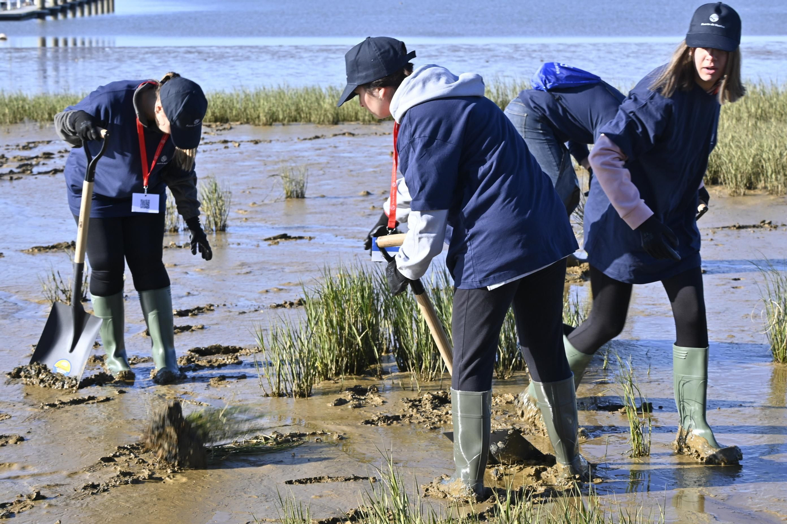 Plantación de la especie autóctona Espartina Marítima en imágenes