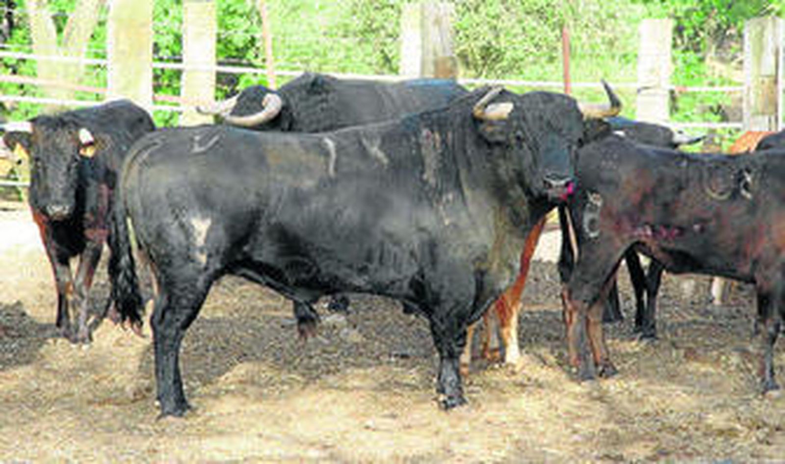 El toro Barrendero con el número 94, indultado por Salvador Vega, descansa en uno de los cercados de la finca Soto de Roma de Los Barrios.