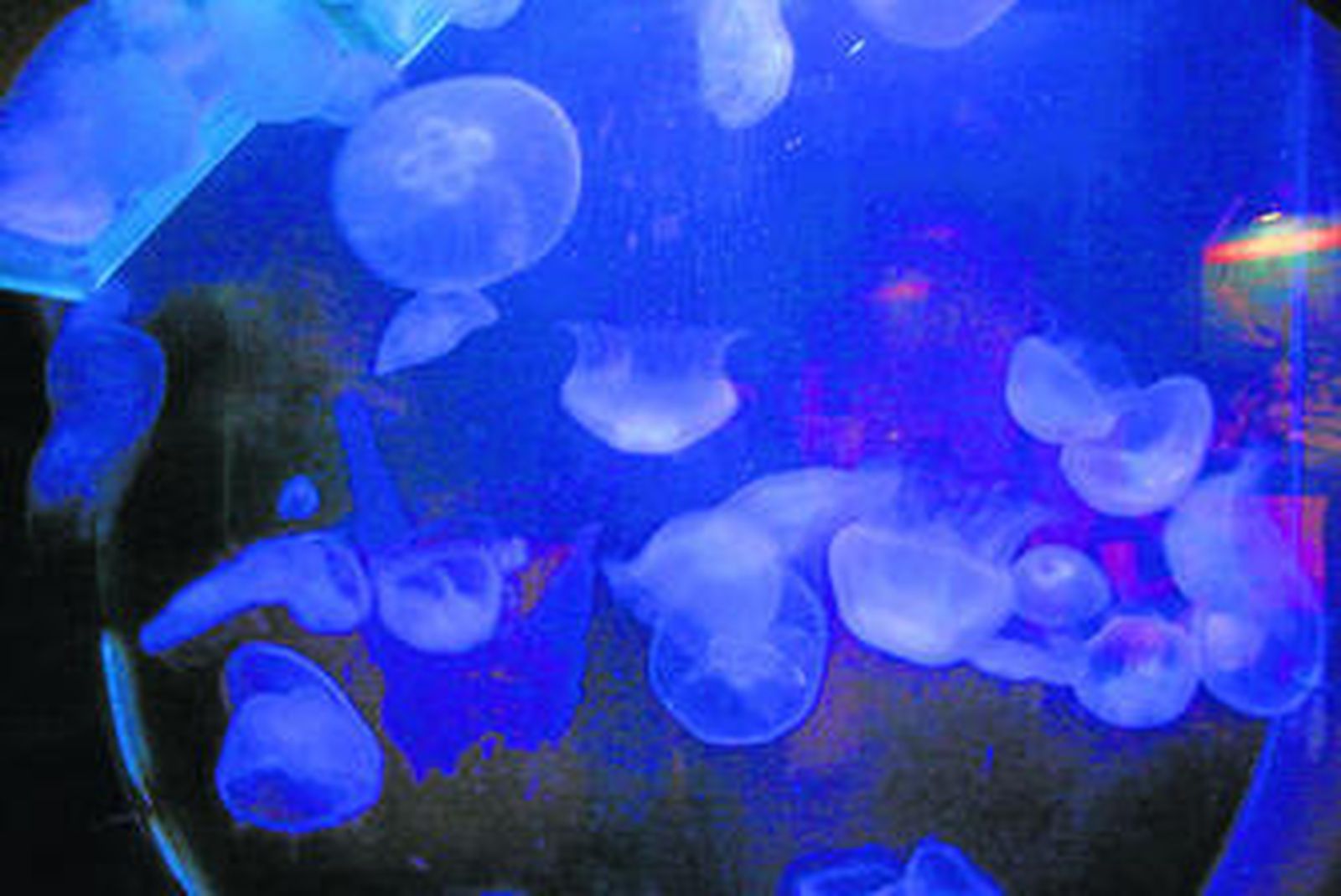 El baile de las medusas