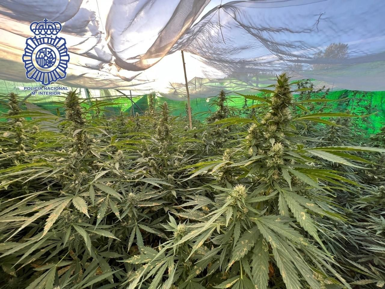 Marihuana intervenida en la operación.