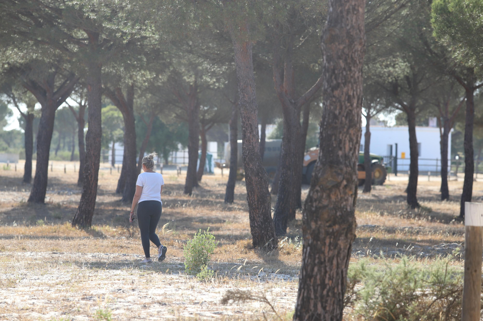 Imágenes del estado en el que se encuentran los caminos del Rocío para la Romería 2023
