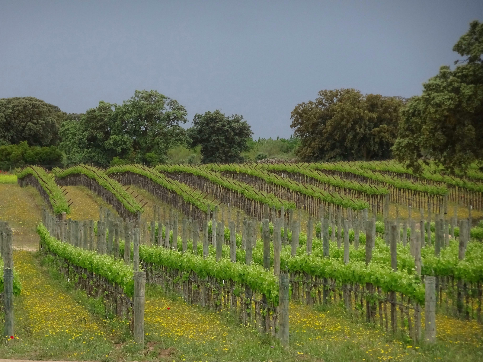 Los espléndidos viñedos de Dehesa de Luna Finca de Biodiversidad en La Roda, Albacete.