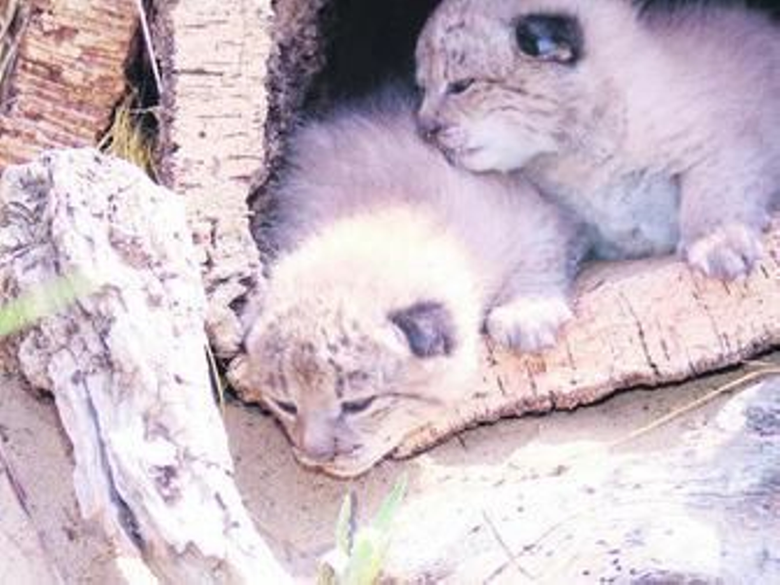 Dos linces nacidos en cautividad en el centro del Acebuche. Dos linces nacidos en cautividad en el centro del Acebuche.