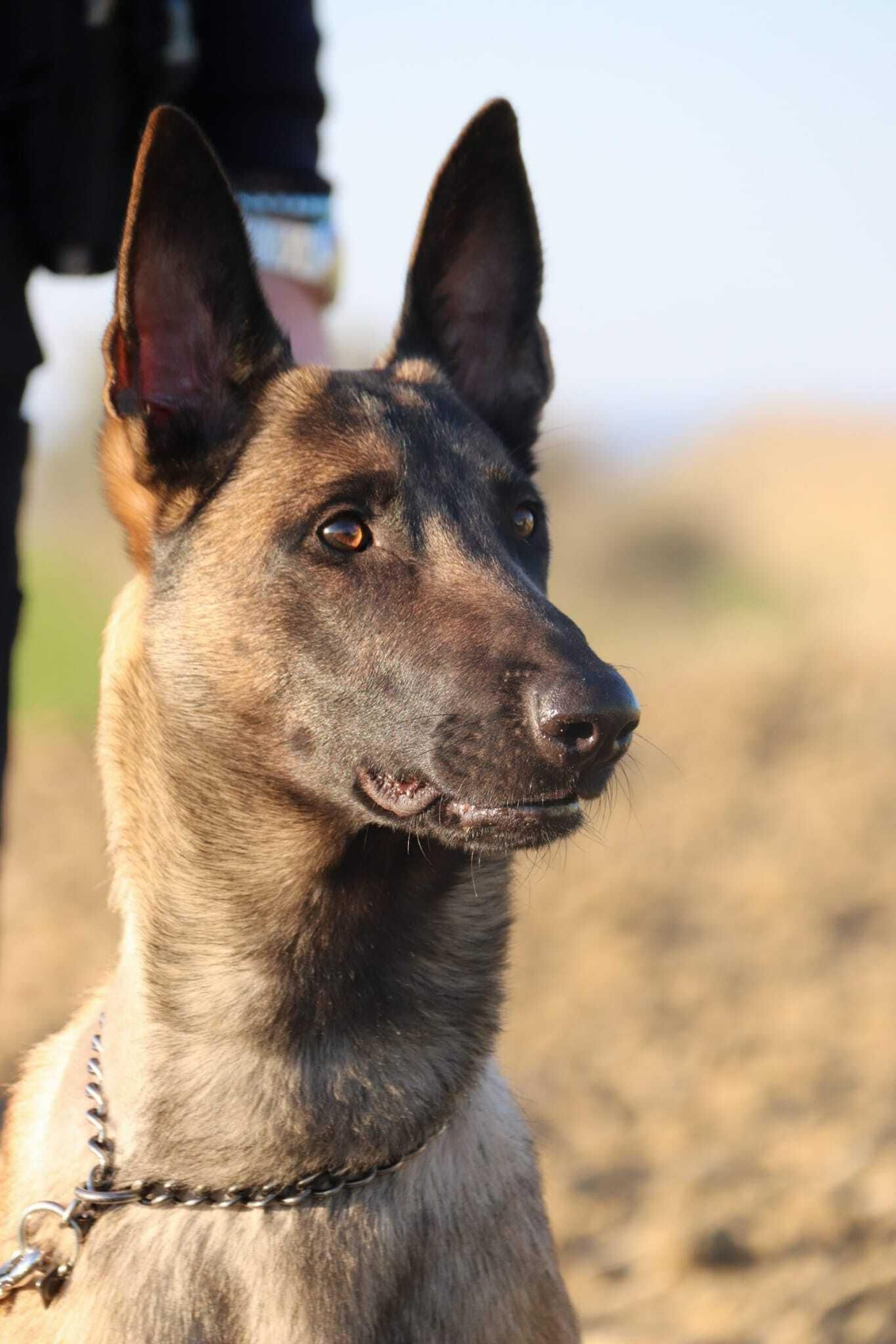 Kira, la perra policía de Olivares.