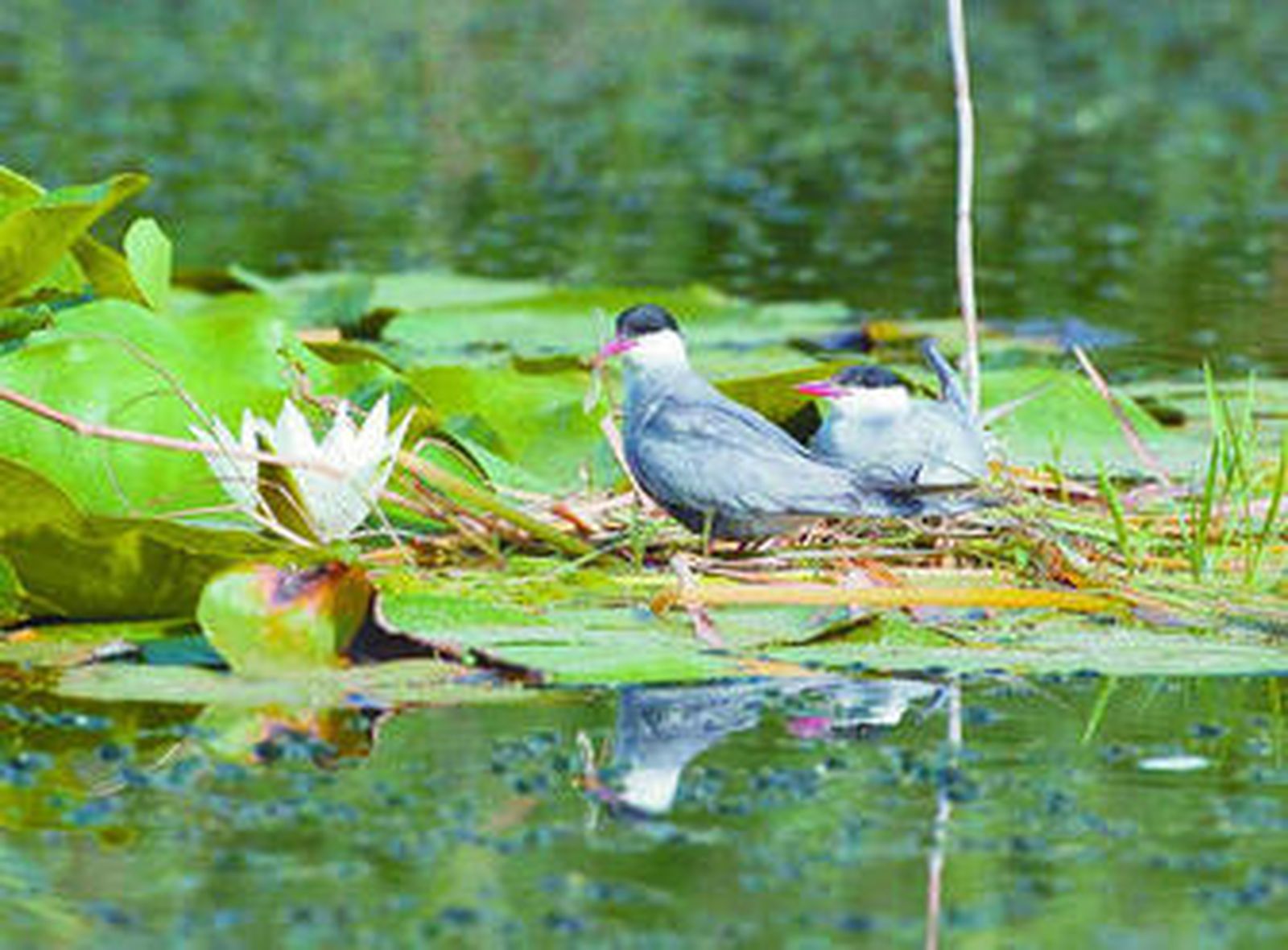 Una pareja de fumarel cariblanco, en la zona lagunar de Cepsa.