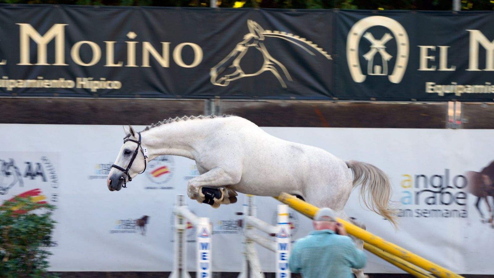 Un caballo salta una prueba en la jornada de viernes de la Gran Semana Anglo-árabe.