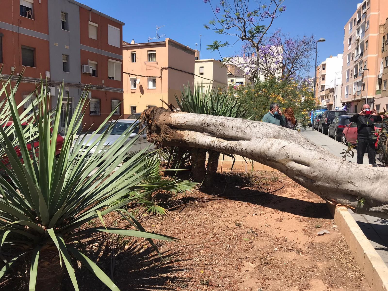 El viento derriba un árbol sobre un coche en El Zapillo