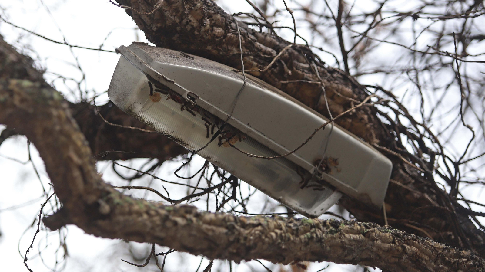 Brote de lagarta peluda en Pelayo