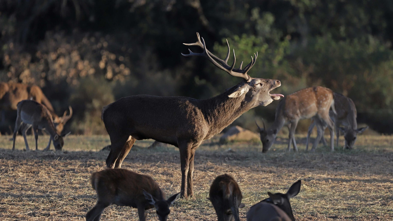 Fotos de la berrea en el Parque Natural de Los Alcornocales
