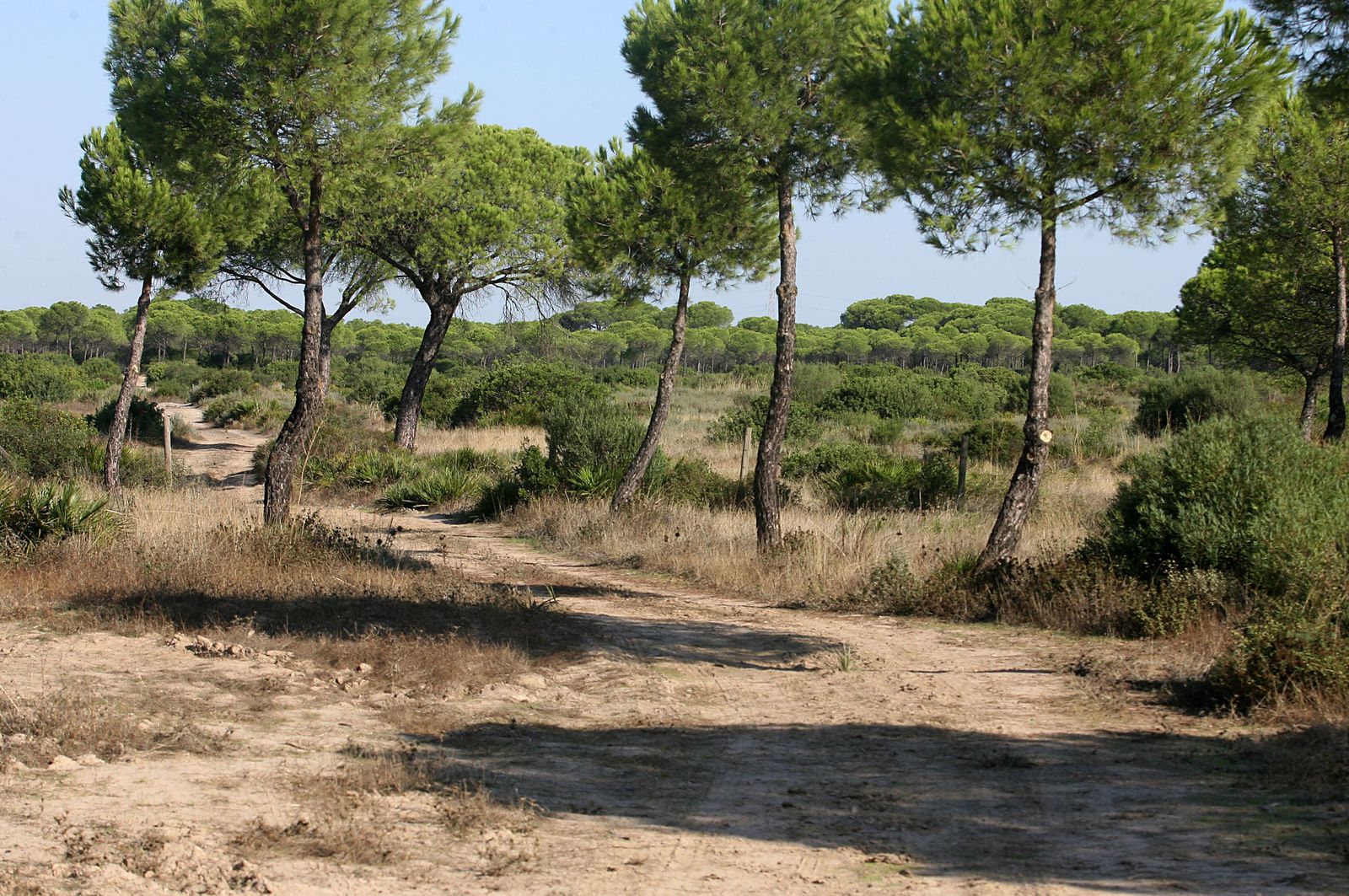 Terrenos donde irá ubicado el proyecto CEUS.
